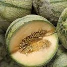 40 PCS Seeds Rare Canadian Heirloom Oka Melon Bizard Island Strain Cucumis Melo