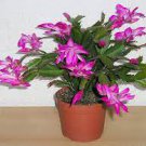 200 PCS Seeds Schlumbergera Flores Christmas Cactus Plant 200 PCS Seeds Schlumbergera Flores Christmas Cactus Plant