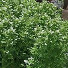 200 PCS Seeds Dark Green Dwarf Basil 'Pluto' Seeds Annual Herb
