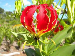 200 PCS Seeds Lily Plants Red Big Flowers