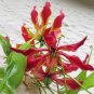 200 PCS Seeds Lily Plants Red Big Flowers