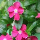 400 PCS Seeds Petunia Big Flower Pink Flowers with White Spots 400 PCS Seeds Petunia Big Flower Pink Flowers with White Spots