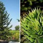 100 PCS Seeds Araucaria Araucana for Planting Monkey Puzzle Tree