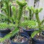 100 PCS Seeds Araucaria Araucana for Planting Monkey Puzzle Tree