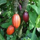 50 PCS Seeds Cocoa Plant Theobroma Cacao (Large Round Trinitario) 50 PCS Seeds Cocoa Plant Theobroma Cacao (Large Round Trinitario)