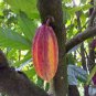 50 PCS Seeds Cocoa Plant Theobroma Cacao (Large Round Trinitario)