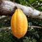 50 PCS Seeds Cocoa Plant Theobroma Cacao (Large Round Trinitario)