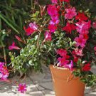 60 PCS Seeds Dipladenia Sanderi Flower