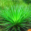 1000 PCS Seeds Limnophila Sessiliflora Moss Aquatic Plant Family Easy Plant