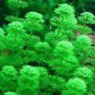 1000 PCS Seeds Limnophila Sessiliflora Moss Aquatic Plant Family Easy Plant