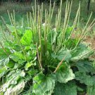 200 PCS Seeds Organic Broadleaf Plantain Plantago Major Non-Hybrid