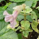 6 PCS Seeds Proboscidea Louisianica