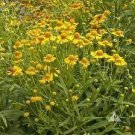 100 PCS Seeds Beautiful Sneezeweed Flower