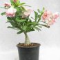 20 PCS Seeds Pinkish Red & Dark Red Mixed Adenium Bonsai Flowers