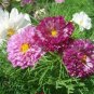 100 PCS Seeds Purple (Mixed) Cosmos Bipinnatus Coreopsis
