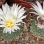 20 PCS Seeds Strombocactus Disciformis Cactus