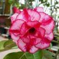 120 PCS Seeds Adenium Black Yellow Red White Bi-color Desert Rose