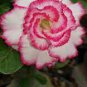 120 PCS Seeds Adenium Black Yellow Red White Bi-color Desert Rose