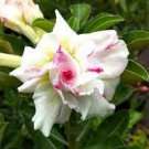 4 PCS Seeds Four-color Double Adenium Desert Rose
