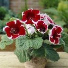 400 PCS Seeds Imported Gloxinia Plant
