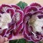 400 PCS Seeds Imported Gloxinia Plant