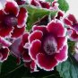 400 PCS Seeds Imported Gloxinia Plant