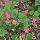 200 PCS Seeds Pikan Strawberry