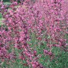 60 PCS Seeds AGASTACHE 'HEATHER QUEEN' Hummingbrid Mint Hyssop Flower Herb