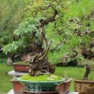 100 PCS Seeds Japanese Pistacia Weinmannifolia Bonsai