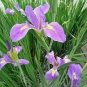 200 PCS Seeds Mixed Flor Perennia Rara Flor Morada Barbuda Iris Plantas Naturaleza