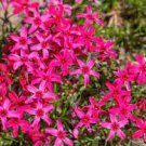 60 PCS Seeds Phlox Subulata Wild Pink Moss Phlox