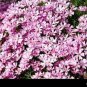 60 PCS Seeds Phlox Subulata Wild Pink Moss Phlox