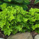 200 PCS Seeds Rare Imported Bonsai Heuchera 200 PCS Seeds Rare Imported Bonsai Heuchera