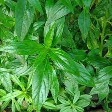 100 PCS Seeds Andrographis Paniculata Green Chiretta