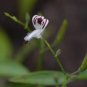 100 PCS Seeds Andrographis Paniculata Green Chiretta
