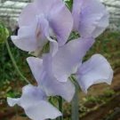 80 PCS Seeds Blue Ripple Sweet Pea Lathyrus Odoratus