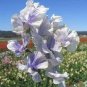 80 PCS Seeds Blue Ripple Sweet Pea Lathyrus Odoratus