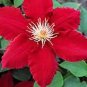 200 PCS Seeds Dark Red Clematis Climbing Bonsai Flower