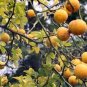 100 PCS Seeds Hardy Orange seed (Poncirus trifoliata) a.k.a Chinese Bitter Orange B