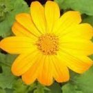 70 PCS Seeds Mexican Sunflower Yellow Torch Flower Tithonia SpeciosaAnnual