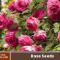 200 PCS Seeds Pink European Rose Climbing Flower