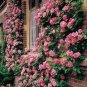 200 PCS Seeds Pink European Rose Climbing Flower