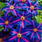 200 PCS Seeds Purple Garden Bonsai Clematis