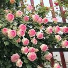 200 PCS Seeds Trepadora Roses Colorful Climbing Shrub Flowers