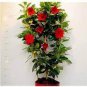 200 PCS Seeds Climbing Mandevilla Sanderi Dipladenia sanderi See ed Perennial Flower