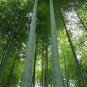 100 PCS Seeds Exotic Bamboo S&Atilde;&copy;ed Lucky Moso Bambu Tree