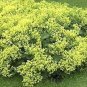 40 PCS Seeds MANTLE Alchemilla Mollis Flower