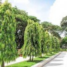 40 PCS Seeds Polyalthia longifolia