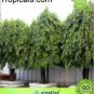 40 PCS Seeds Polyalthia longifolia