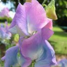 160 PCS Seeds Turquoise Lagoon Sweet Pea